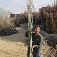 فروش نهال کبوده