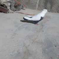 کبوتر سینه دمسیاه|پرنده|لالجین, |دیوار