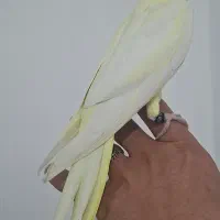 عروس هلندی