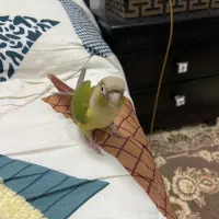 گمشده پرنده