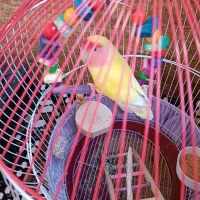 طوطی برزیلی|پرنده|سقز, |دیوار