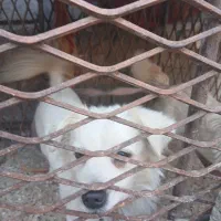 واگذاری سگ پا کوتاه اشپیتز