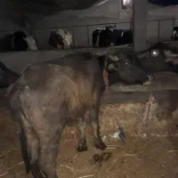 گوساله گاومیش ماده|حیوانات مزرعه|هیر, |دیوار