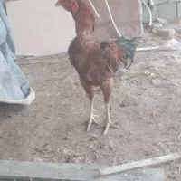 مرغ و خروس