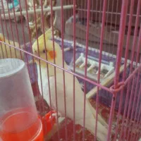 یک جفت مرغ عشق ویک عروس هلندی نرسخنگو|پرنده|گلپایگان, |دیوار