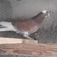 کفتر یا کبوتر پرشی|پرنده|ساوه, |دیوار