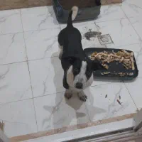 سگ نگهبان کوچولو فروشی