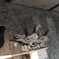 هفرنگ ماده خطی|پرنده|تاکستان, |دیوار