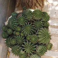 کاکتوس