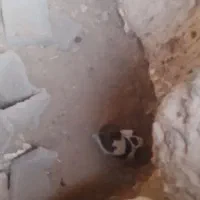 کوچوک