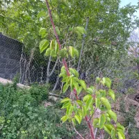 باغچه-در-روستای-ابرجس