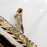 سهره زاده قفس دست باز