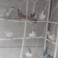 پرنده