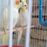 جفت عروس هلندی بالغ|پرنده|بندر گناوه, |دیوار