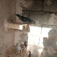 کفتر پرشی آلمانی