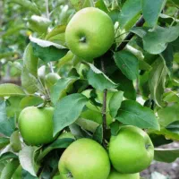 باغ سیب ۱۸ساله