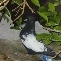 سینه نر|پرنده|داراب, |دیوار