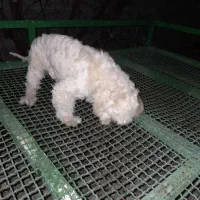 سگ اشپیز خونگی سگ تمیز و سرحال