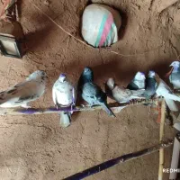 ۱۰ عدد کبوتر بشرط