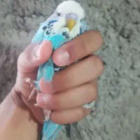 مرغ عشق انگلیسی|پرنده|زنجان, |دیوار