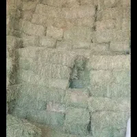 یونجه انباری درجه یک|عمده‌فروشی|دشتابی, |دیوار