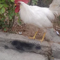 خروس