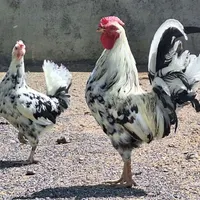 جوجه گلین لری چهل تاج اصیل|حیوانات مزرعه|مبارکه, |دیوار