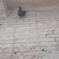 کبوتر زاغ|پرنده|دهدشت, |دیوار