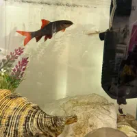 چهار عدد ماهی یه جا