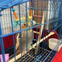 سلام دوستان یک جفت عروس هلندی میخوام