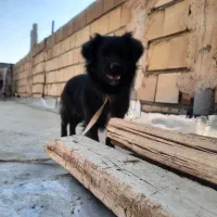 سگ پاکوتاه خانگی