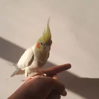 عروس هلندی نر