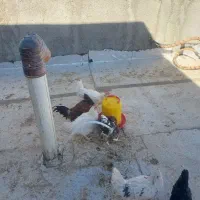 فروش سه خروس گلین|حیوانات مزرعه|شهرضا, |دیوار