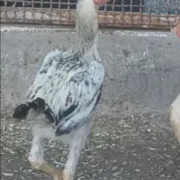 ۳۵۰۰۰۰۰