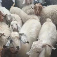 ده تا کهره خوب