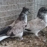 جوجه کاردرست ضمانتی|پرنده|کاشان, نوش آباد|دیوار