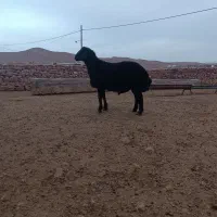 بره نرهتروزایگوت 10ماهه قره قزل افشار