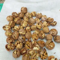 گردو بادام 1