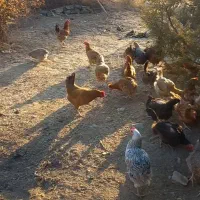 فروش ۷۰مرغ تخم گزارسالم وپر کارجاده چالوس