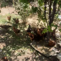 مرغ و خروس ۵ تا ۶ ماهه|حیوانات مزرعه|الشتر, |دیوار