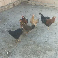 مرغ و خروس محلی|حراج|کلاله, |دیوار