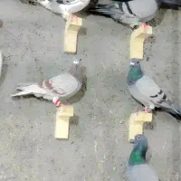 کبوتر پلاکی دونه دونه