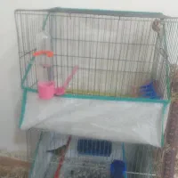 سهره ماده وجوجه دورگ