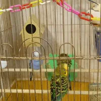 مرغ عشق زیبا