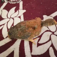 جوجه گلپایگانی