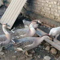 قو غاز|حیوانات مزرعه|جلین, |دیوار