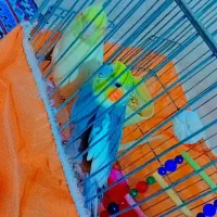 عروس هلندی  ،عروس هلندی نر و ماده