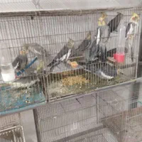 زودتربشتابیدبارجدید۸۰عددی عروس فقط یک میلیون آیهان