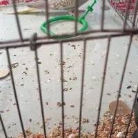 عروس هلندی زیبا