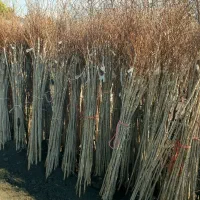 نارون|گل و گیاه طبیعی|مشهد, مشهدقلی|دیوار